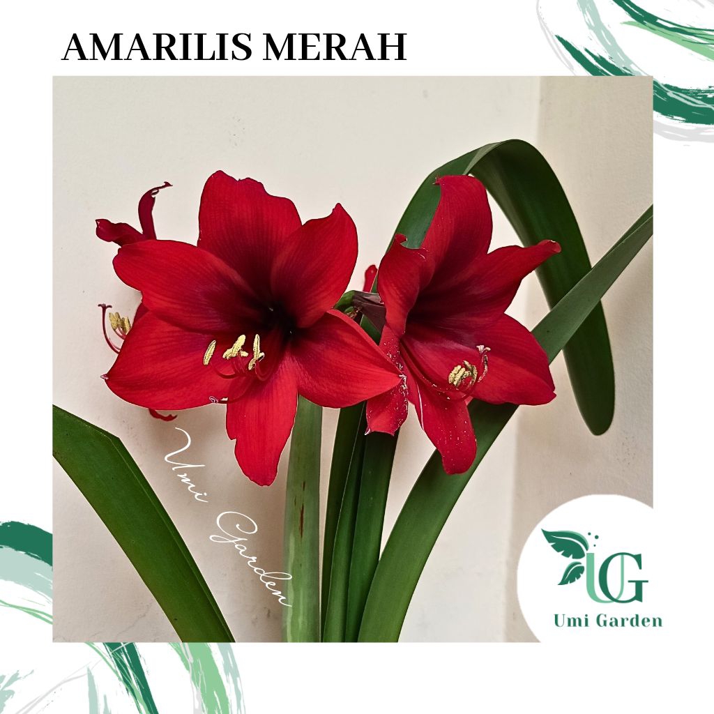 Umbi Amarilis Merah Bunga Besar Bakung