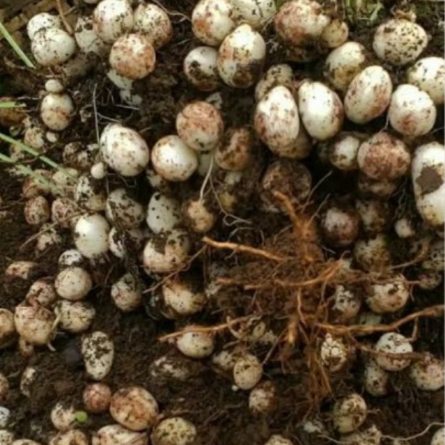 kacang  bogor tanah kacang polong tanah kacang kapri tanah 1 kg