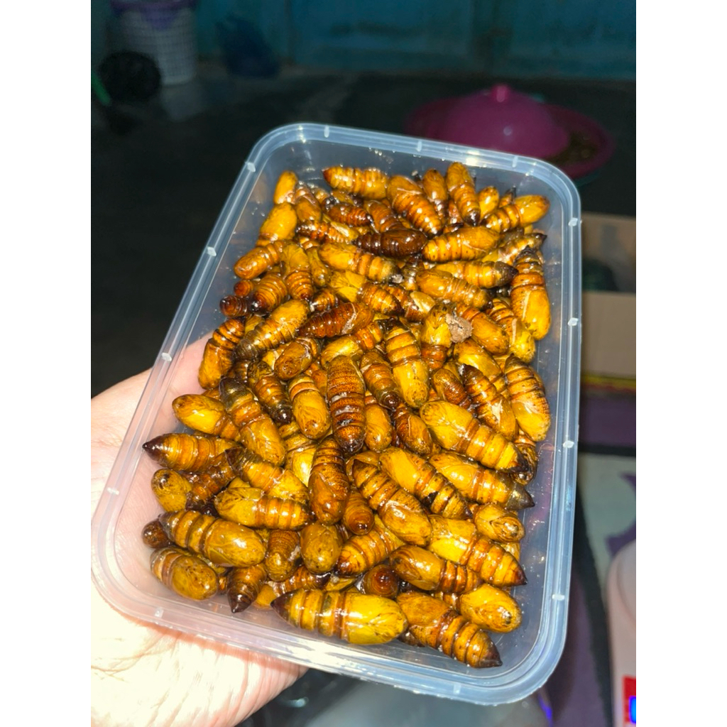 ENTUNG METE/UNGKRUNG ALPUKAT GORENG