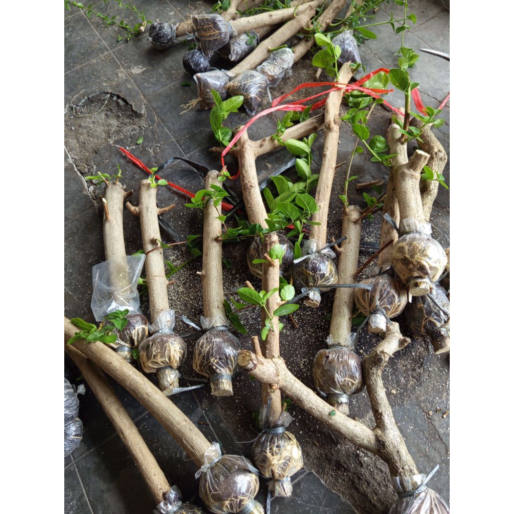 Sancang Hasil Cangkok