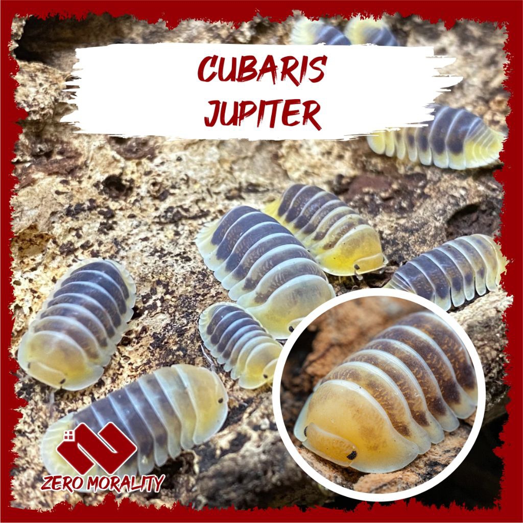 ISOPOD CUBARIS JUPITER