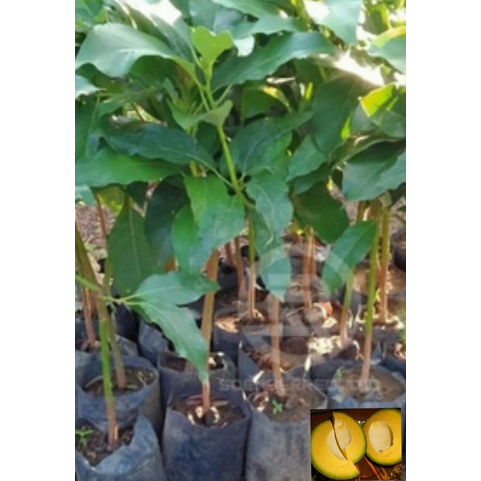 Bibit alpukat markus okulasi dikirim full media asli 1 kg