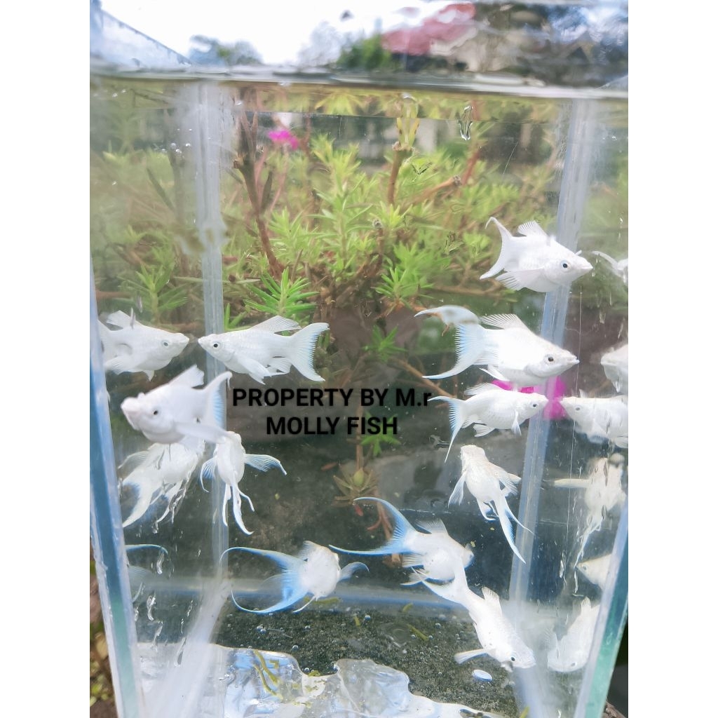 souvenir MOLLY BALON PLATINUM LYRETAIL ( BETINA)