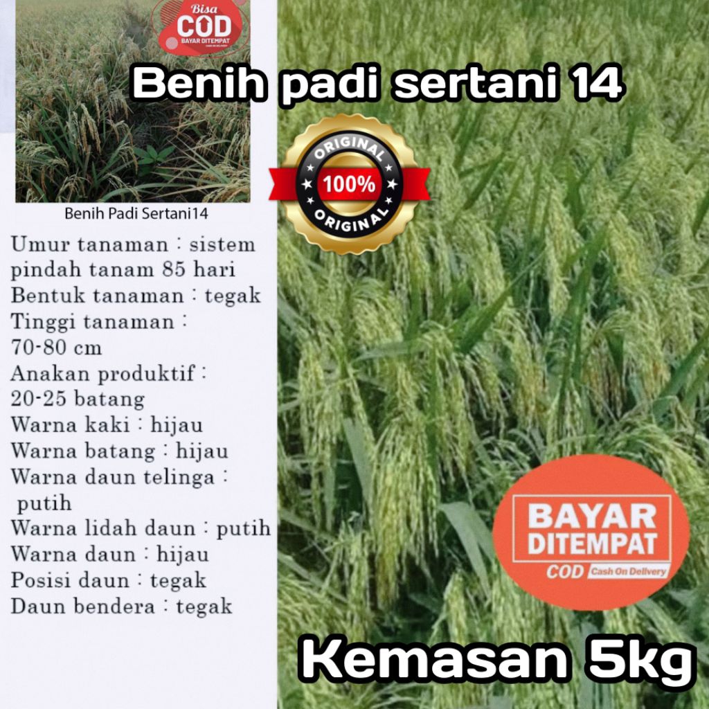 BENIH PADI MSP SERTANI 14A KUALITAS UNGGUL KEMASAN 5KG
