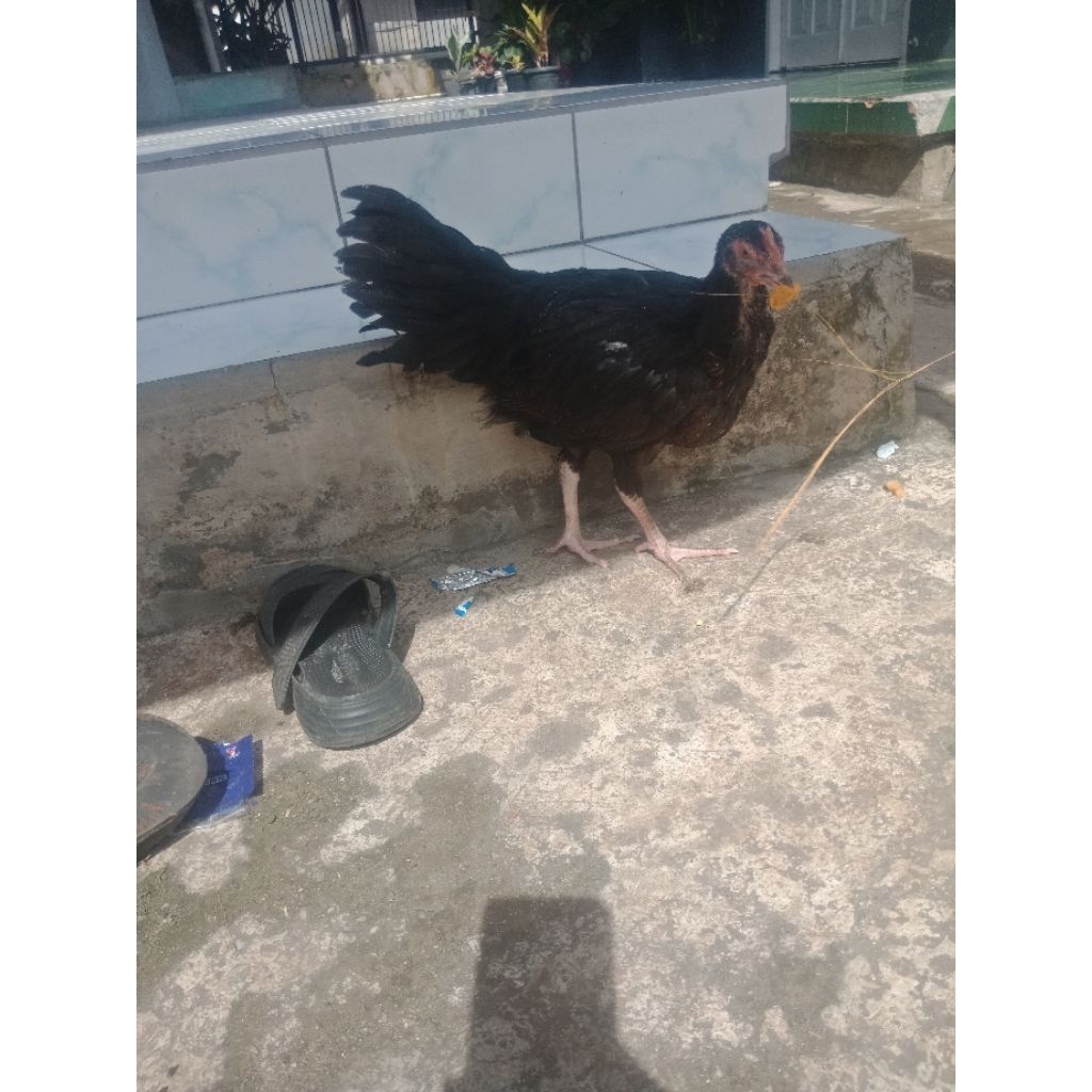 Ayam Pelung Betina