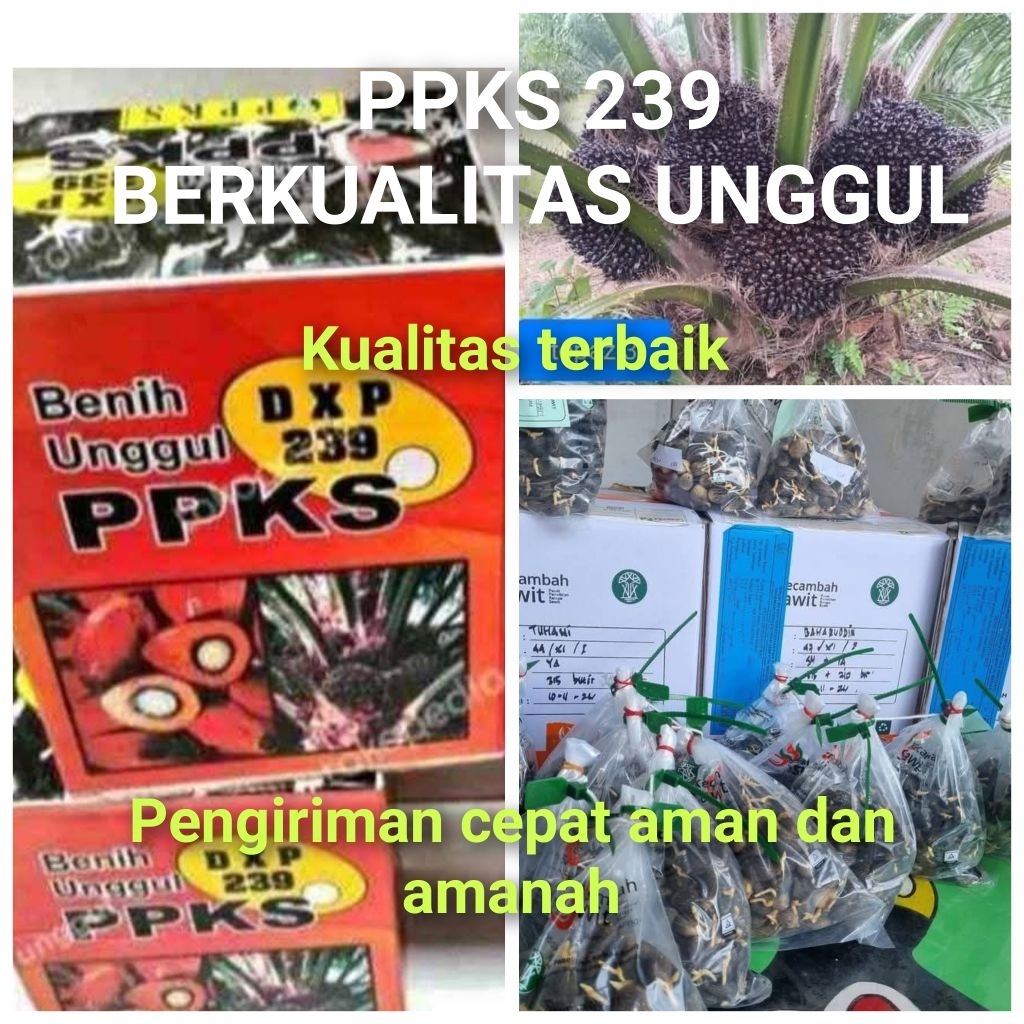 Bibit Benih Kecambah Sawit PPKS 239 Asli Medan (250 butir)