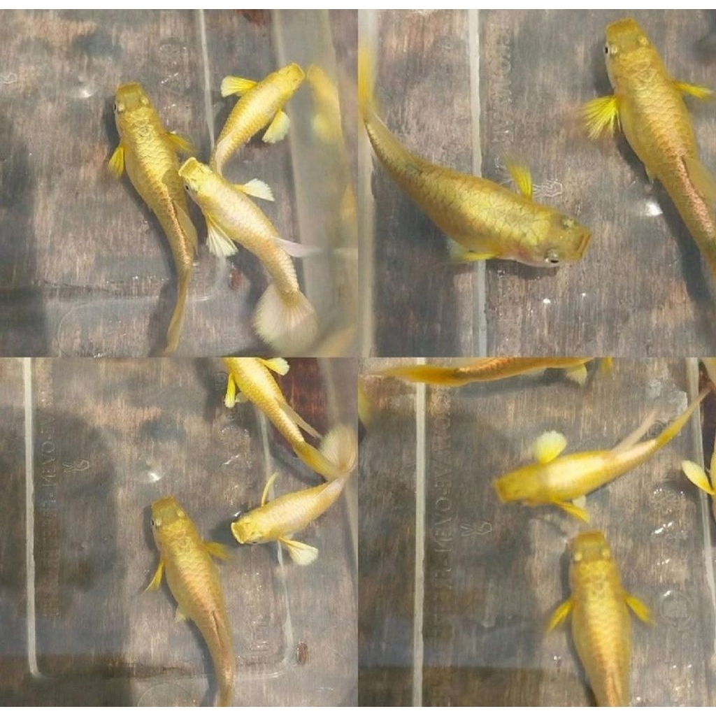 ikan guppy gold vietnam | ikan gapi full gold import