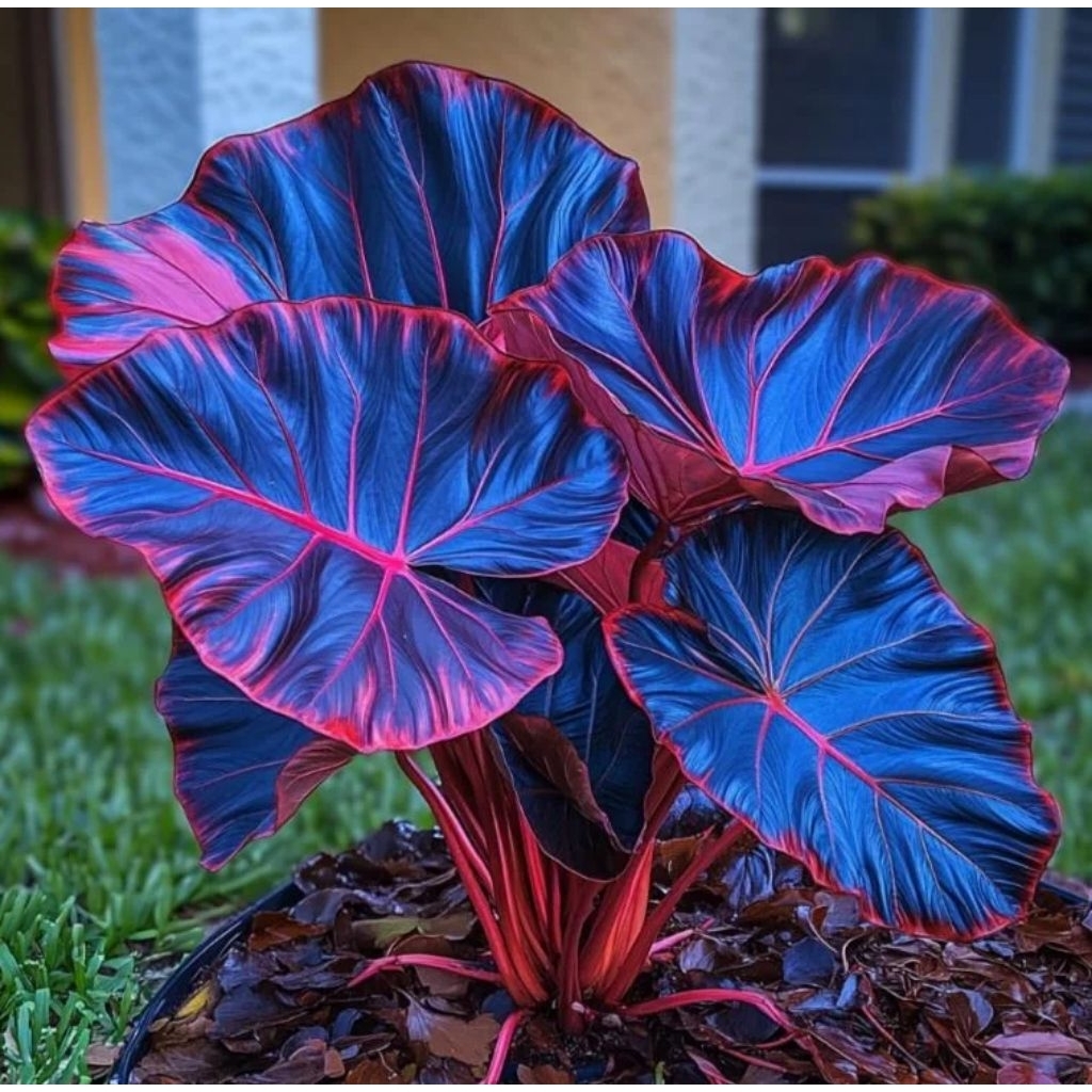 bonggol keladi Colocasia Black Magic, Keladi Black Pearl. keladi hitam tanaman hias premium.