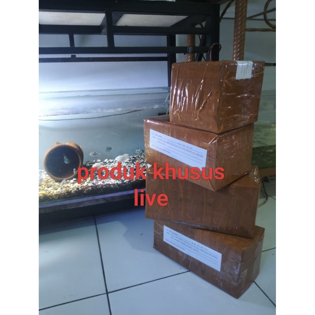 Kardus packing=platy bloodred sepasang