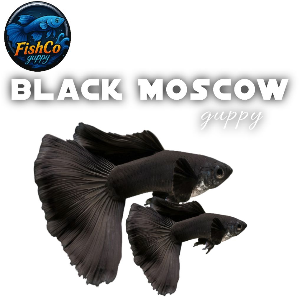 Stiker Aquarium Guppy Black Moscow jantan/indukan sehat