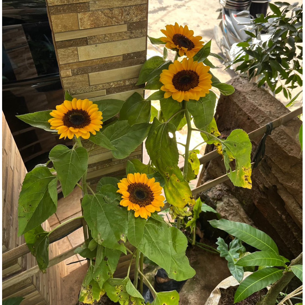 tanaman hias bunga  Matahari  // Mudah Ditanam // bunga matahari