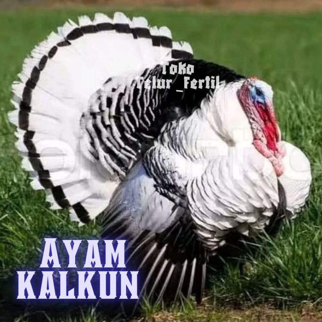 TELUR AYAM  KALKUN JUMBO
