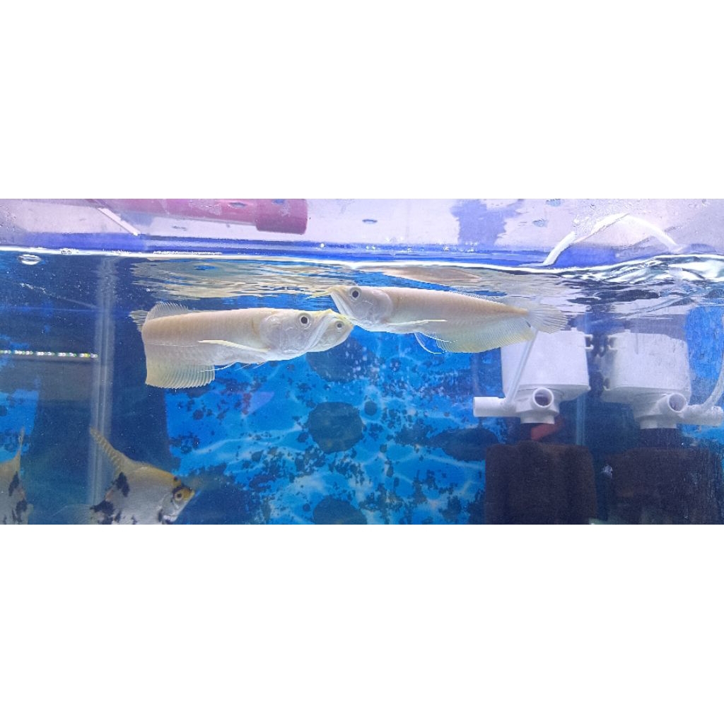 ARWANA ALBINO -+18CM SEHAT LINCAH