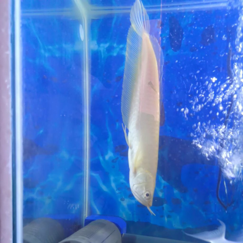 ARWANA ALBINO -+30CM SEHAT LINCAH SIAP KIRIM