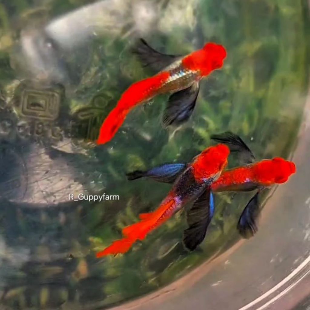 hiasan aquarium PRTDE KOI