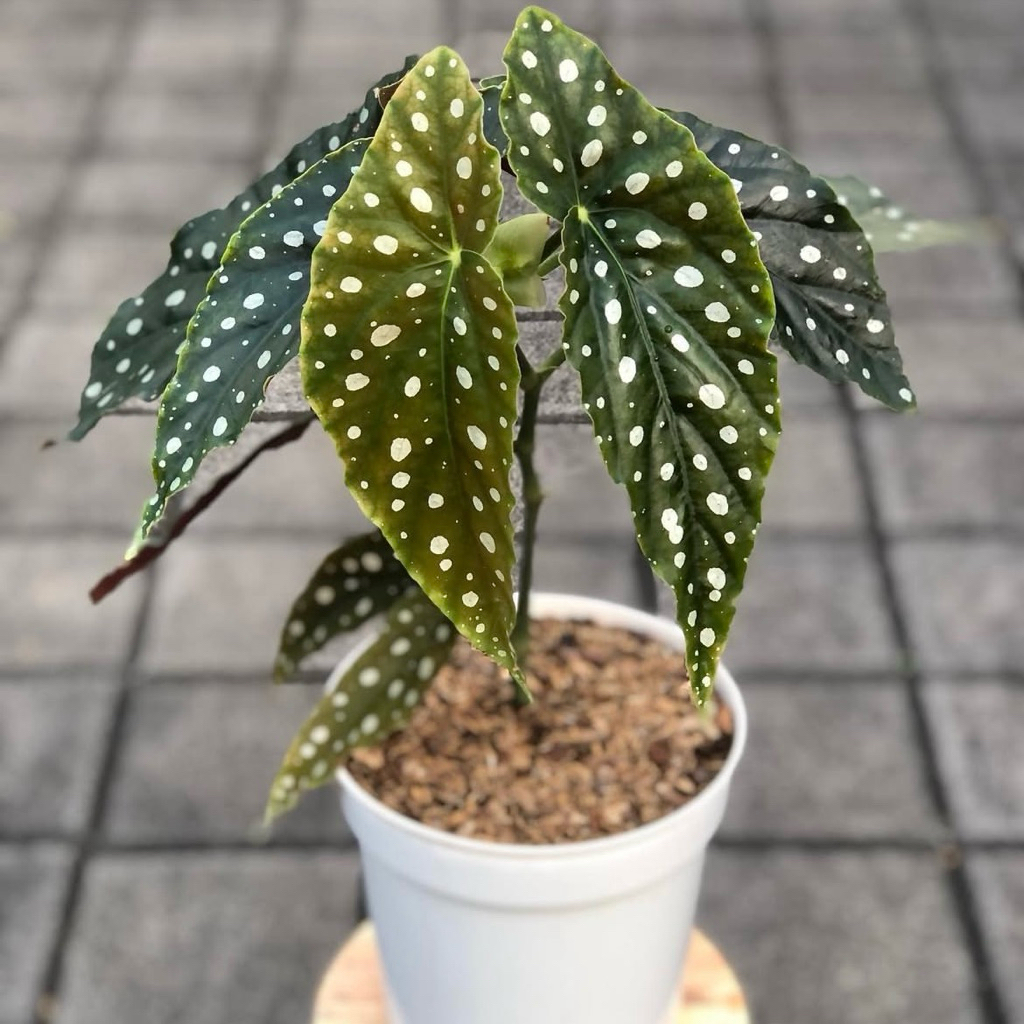 Tanaman hias begonia polkadot - begonia polkadot rimbun