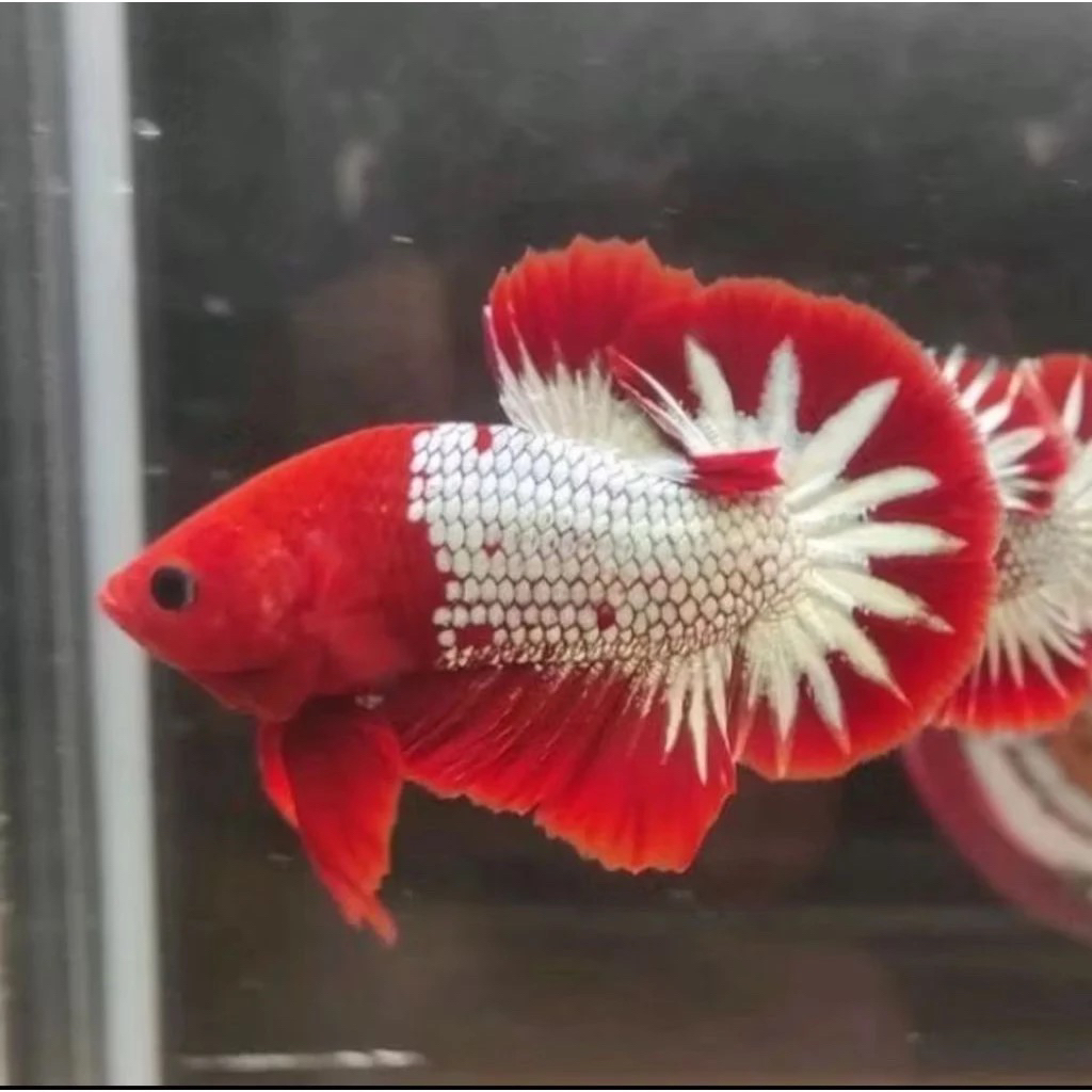 HIASAN CUPANG FCCP RED HEAD STARTEL GURIH