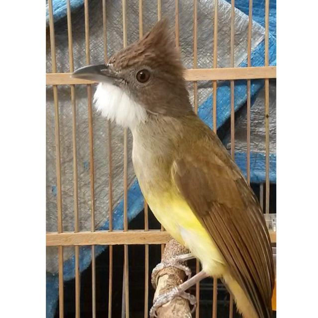 Burung Cucak Jenggot Priangan