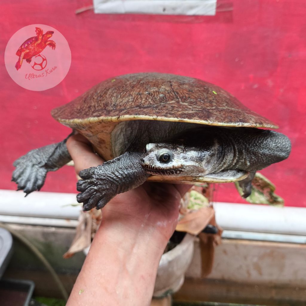 Kura - Kura Leher Panjang Parkeri