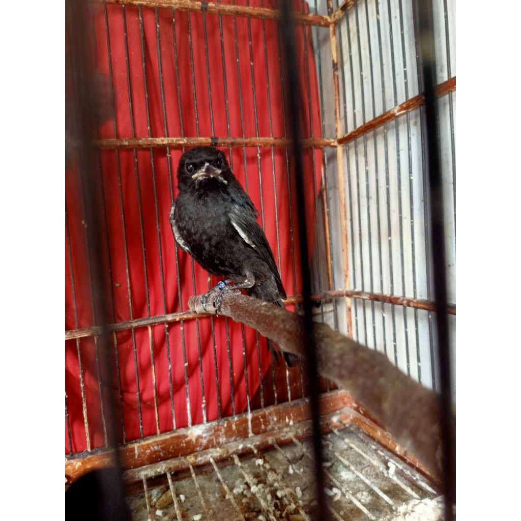 anakan lolohan burung srigunting hitam