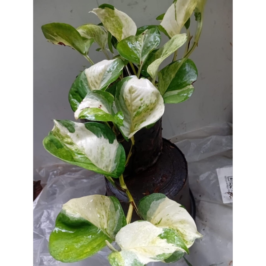 sirih manjula rimbun