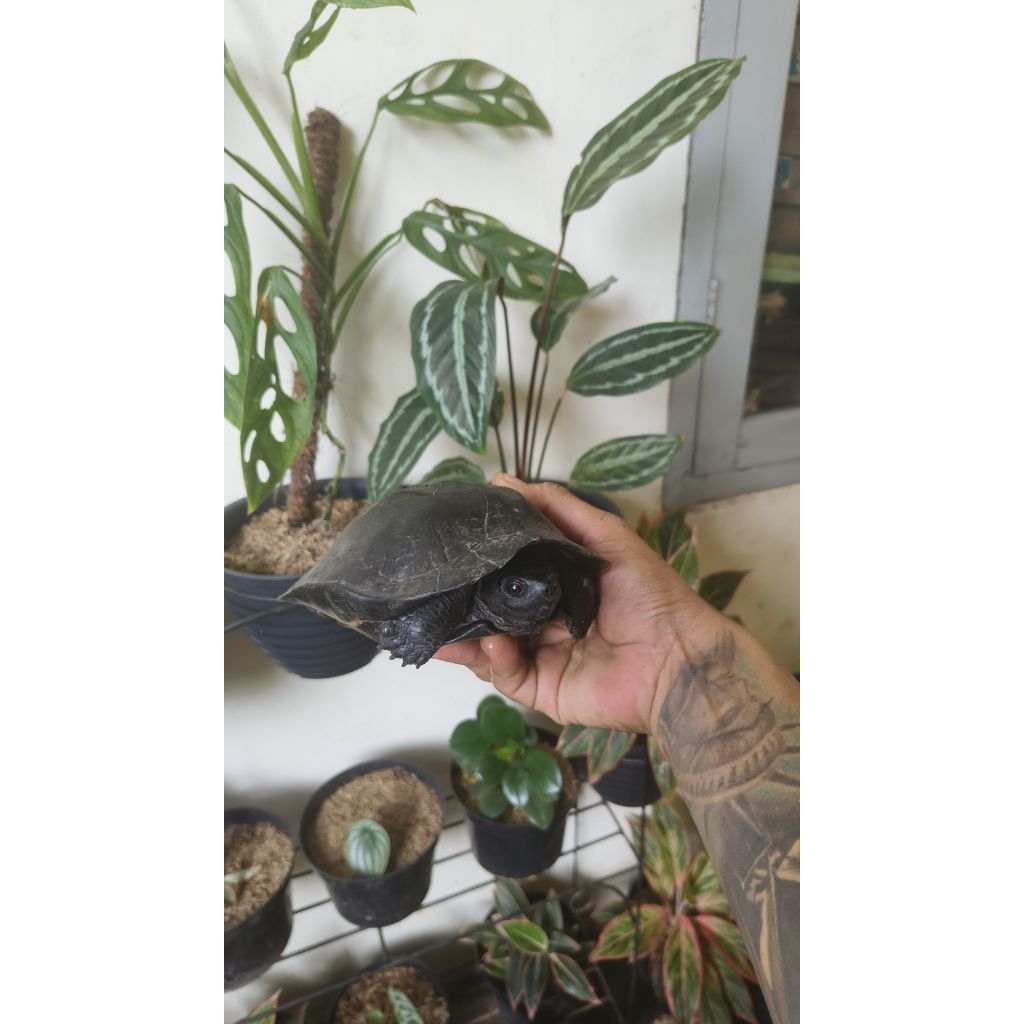 Obral kura Piput & Ambon Size 12-19 Cm