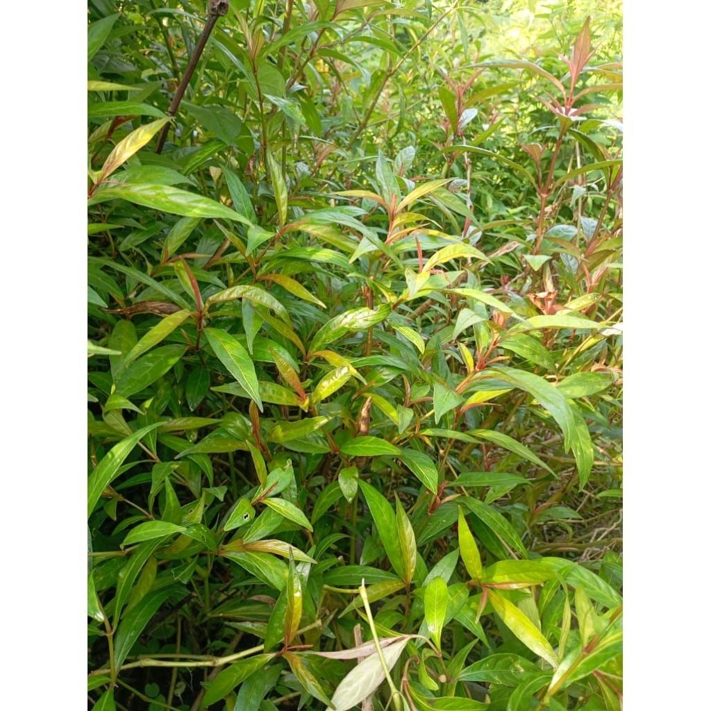 DAUN PRASMAN/GENJIK 150gram