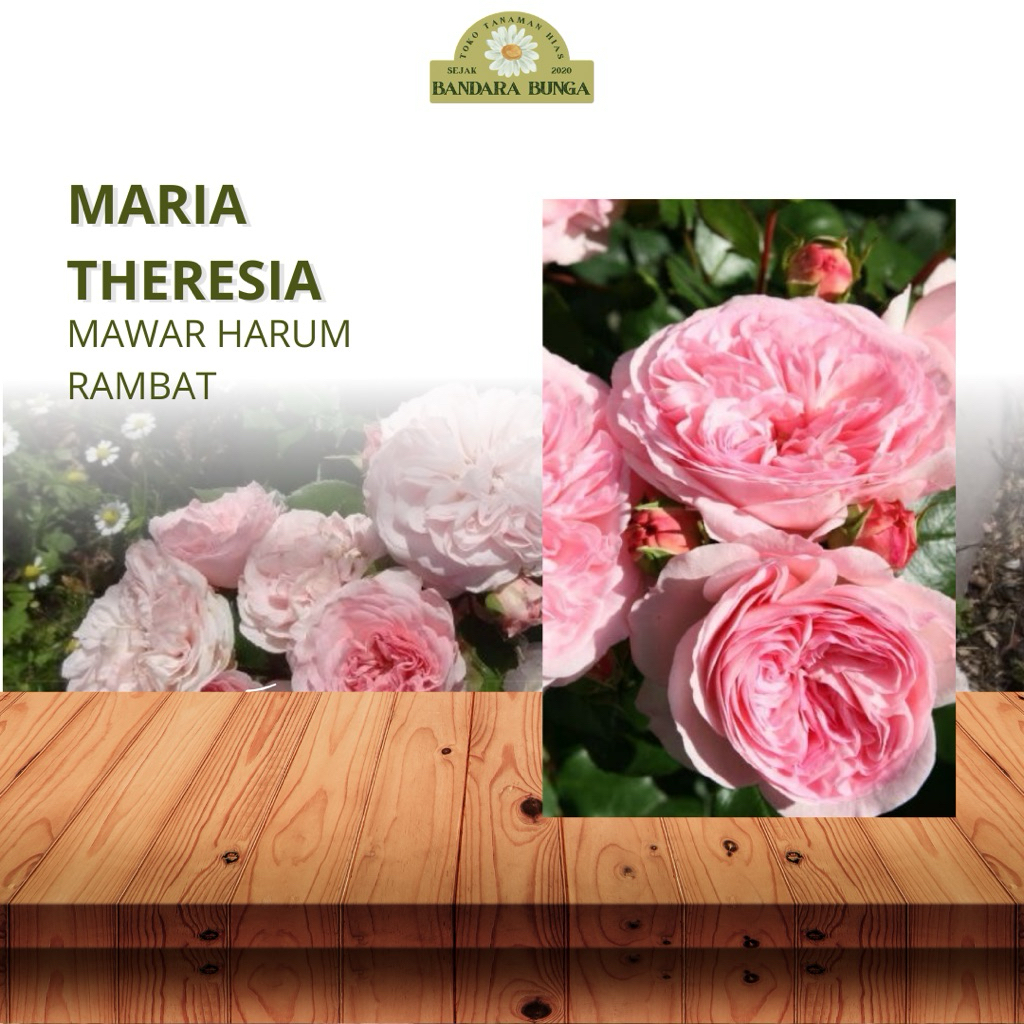 Tanaman Hidup Bunga Mawar Import MARIA THERESIA-bunga mawar pink-mawar hidup