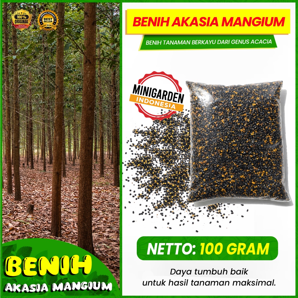 Benih Akasia Mangium 100Gram / Biji Akasia super grade A / Biji Akasia Mangium / Biji acacia premium