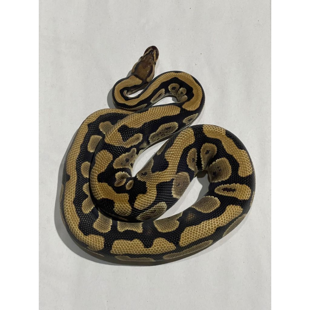 Ballpython Normal Het Lavender Het Clown Female