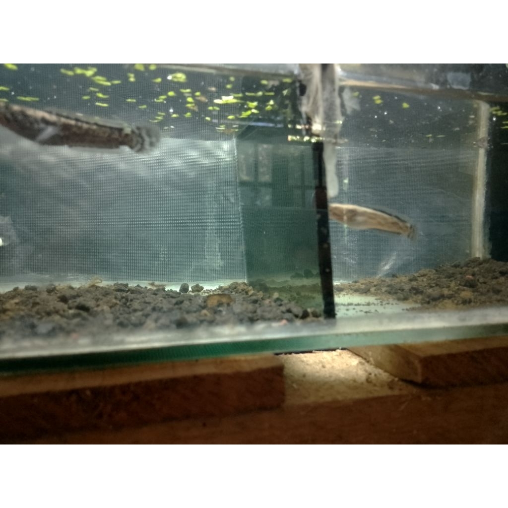 hiasan aquarium limbata granit
