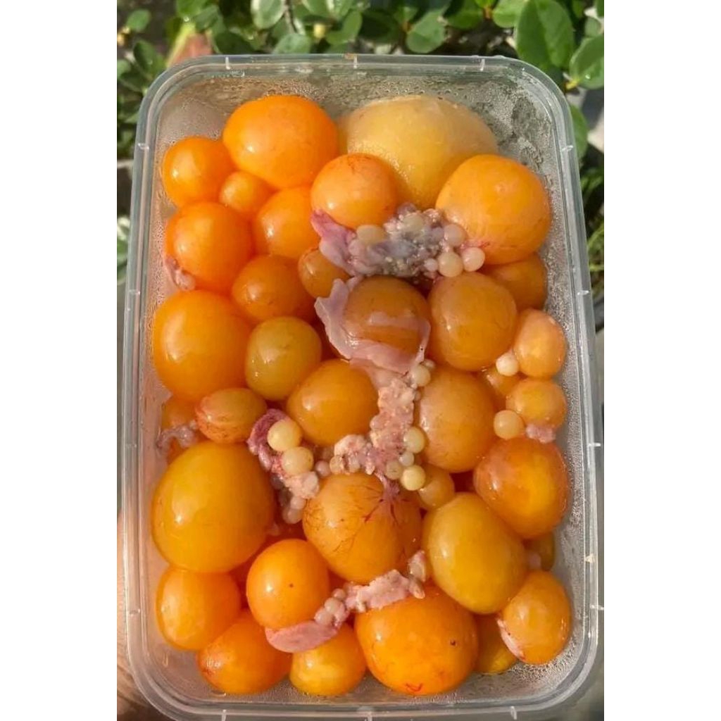 Uritan/Telor muda