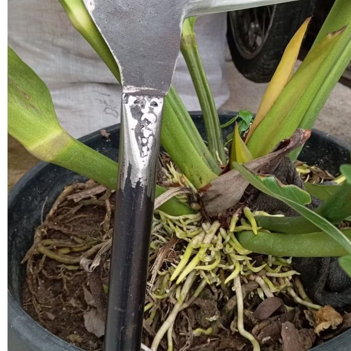 satu pcs arit rumput ori bahan gergaji slendang baja asli