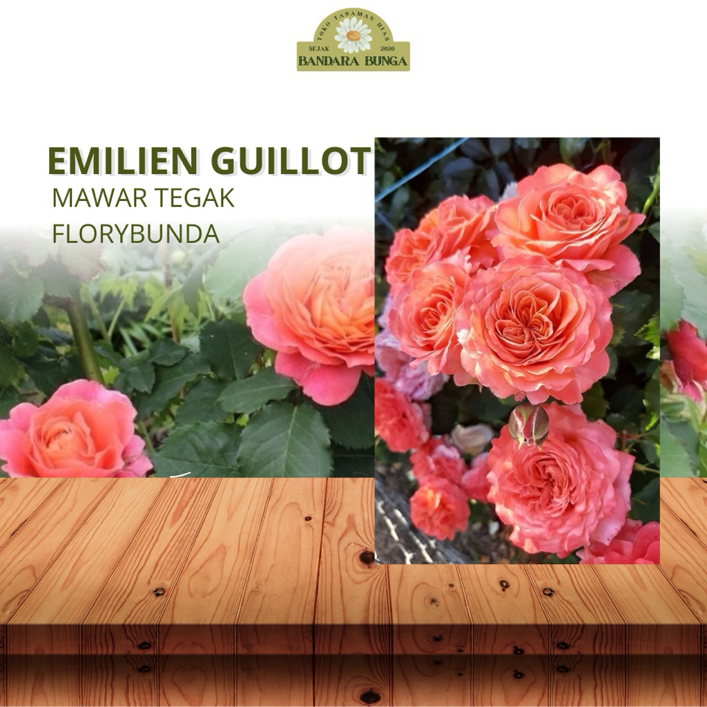 Tanaman Hidup Bunga Mawar Import EMILIEN GUILOT-Mawar orange-bunga mawar hidup-mawar cantik-bunga ma