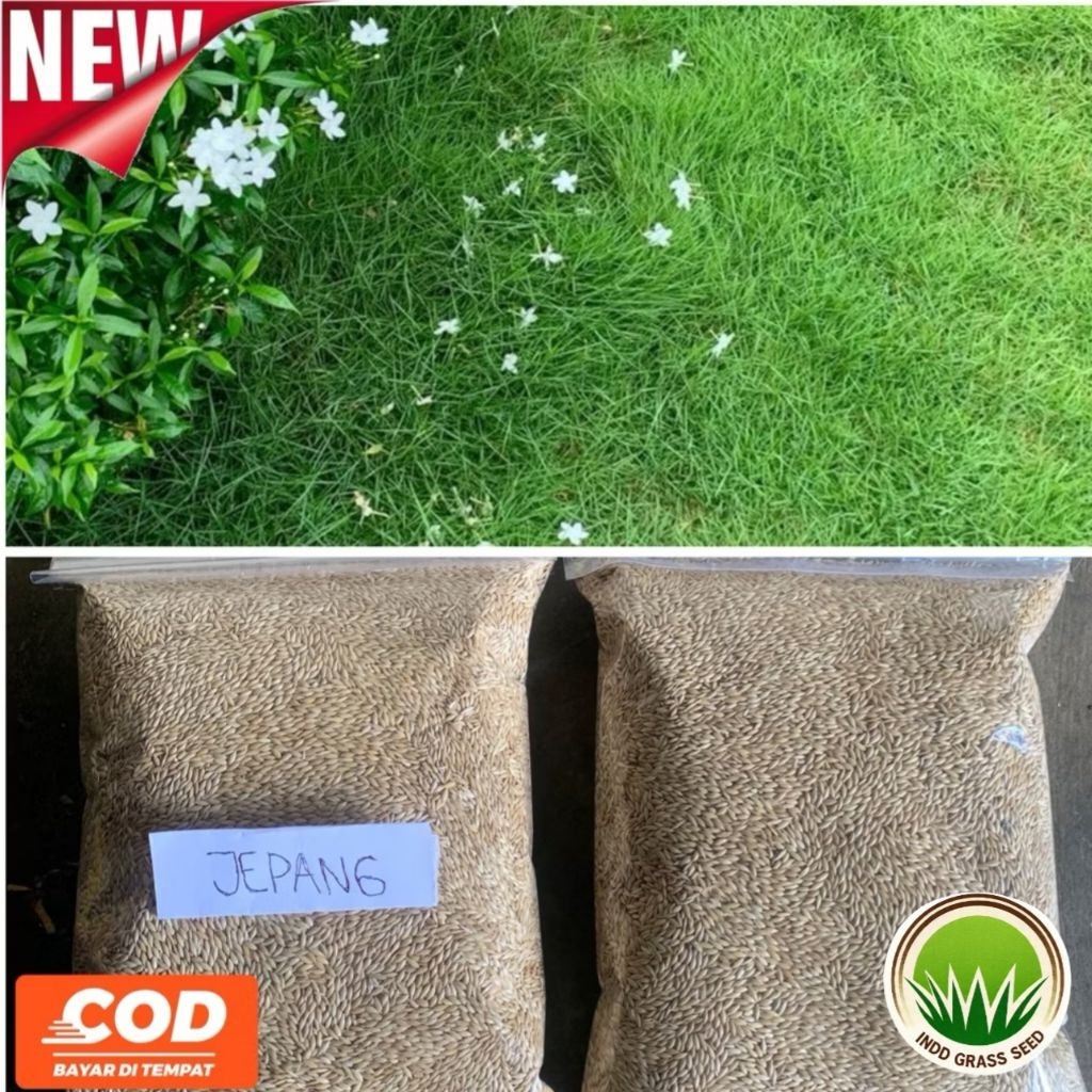 Rumput jepang asli kemasan 2000+ biji-benih rumput jepang hidup- rumput jepang super premium