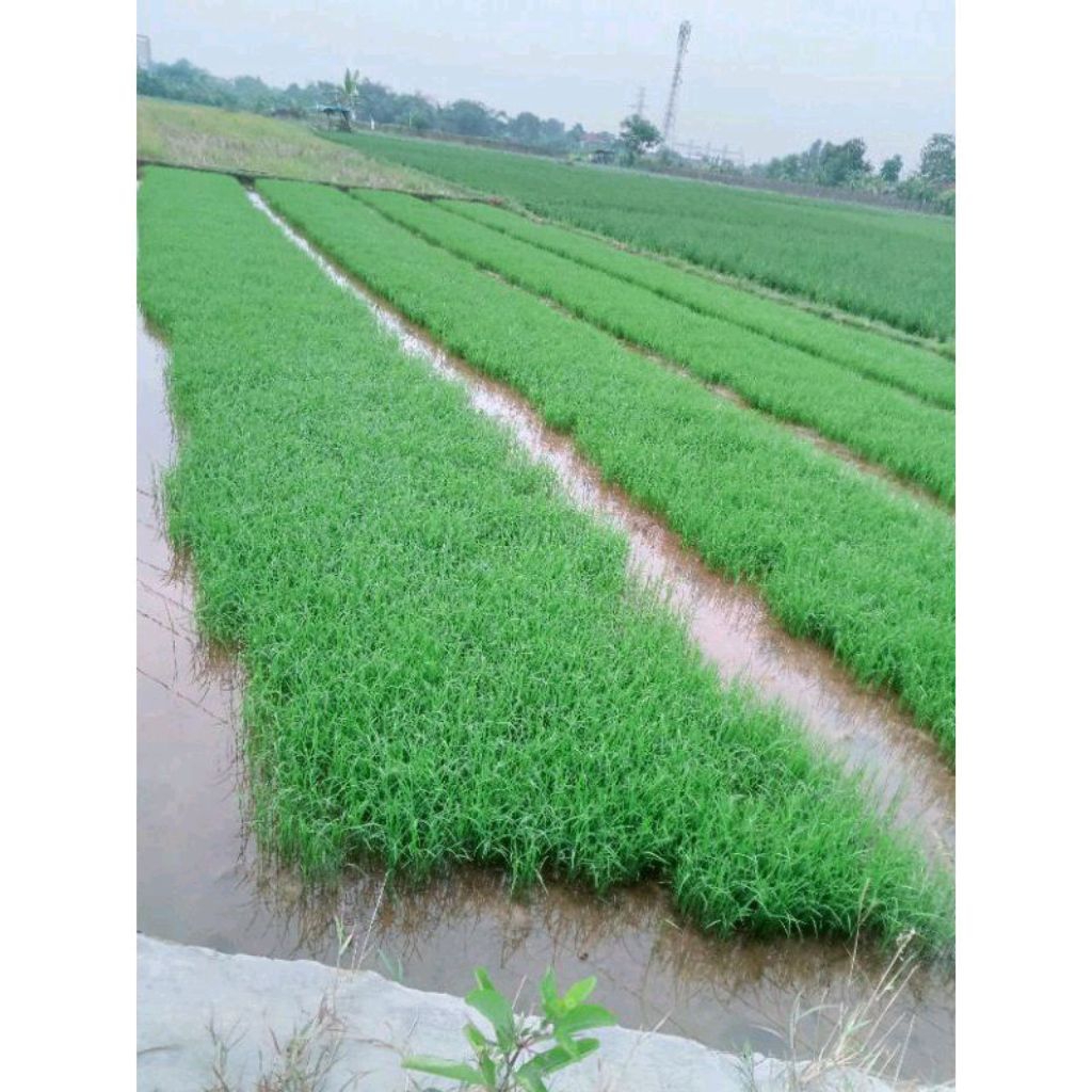 BENIH PADI IF 16 ORIGINAL BERKUALITAS UNGGUL KEMASAN 5KG100%