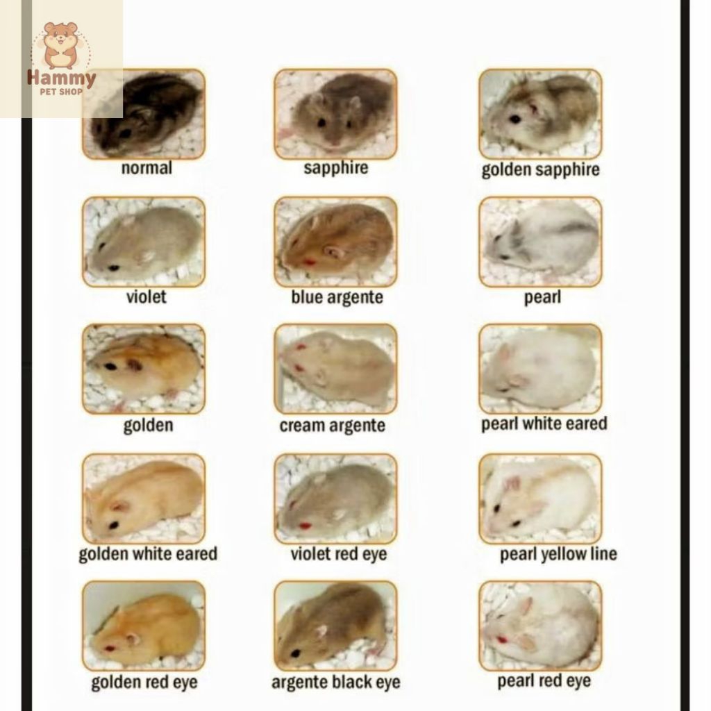 Hamster Winter White Cantik Jinak dan Gembul / Hamster Winter White Best Seller