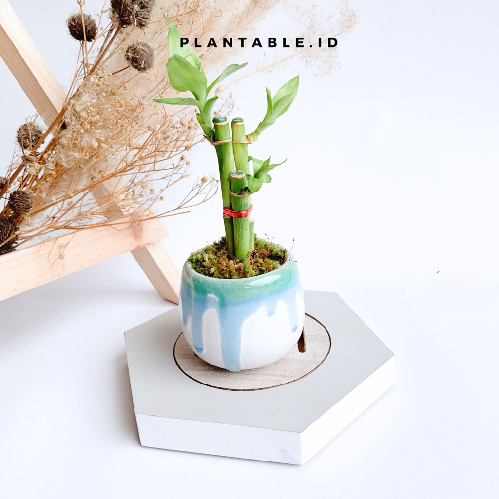 Paket Bambu Hoki + Pot Keramik/ Pot Keramik Saja