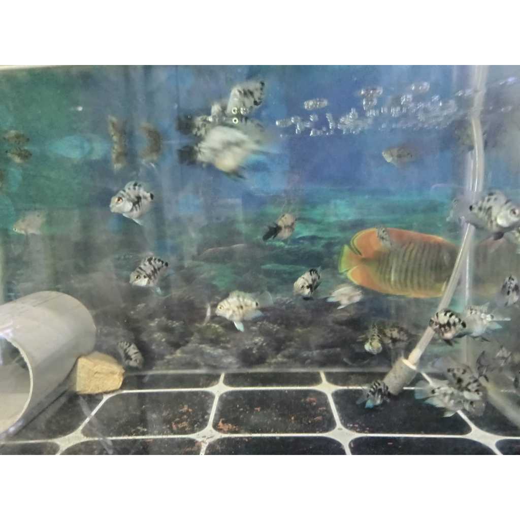 kebutuhan akuarium ikan hias blue polar PAKET 10 EKOR / parot dekorasi hiasan akuarium / IKAN HIAS B