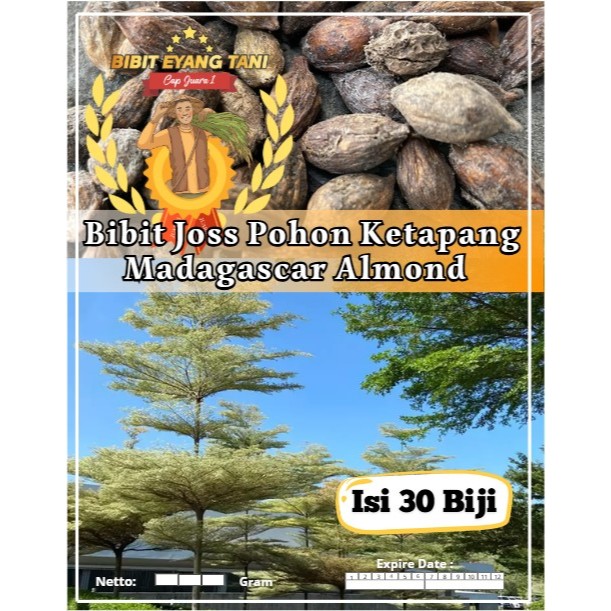 Bibit Joss Pohon Ketapang Madagascar Almond | Biji Benih Pohon Ketapang Kencana | Ketapang Kencana
