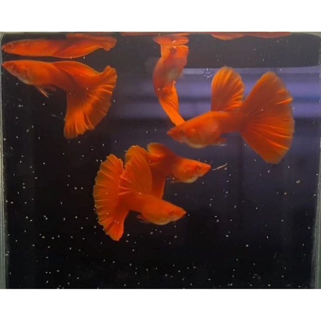 ikan guppy AFR - Albino full red sepasang