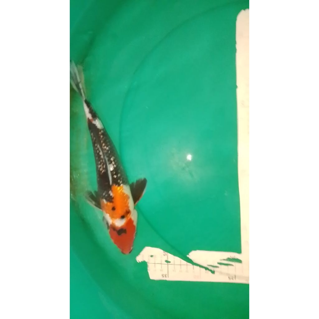 Ikan koi jenis Showa Ginrin 33cm