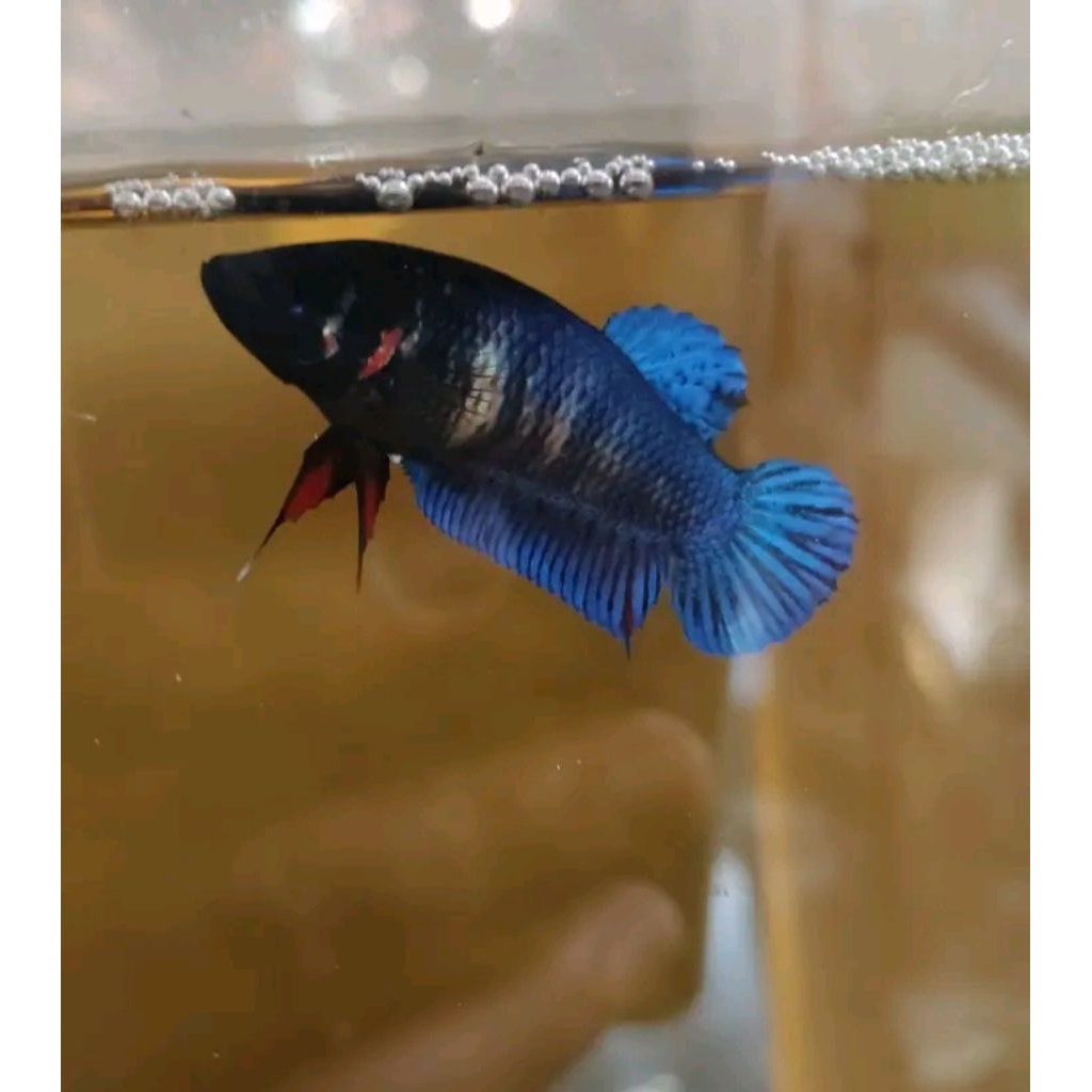 cupang adu betina lokal super ( MDS x SAKAI )