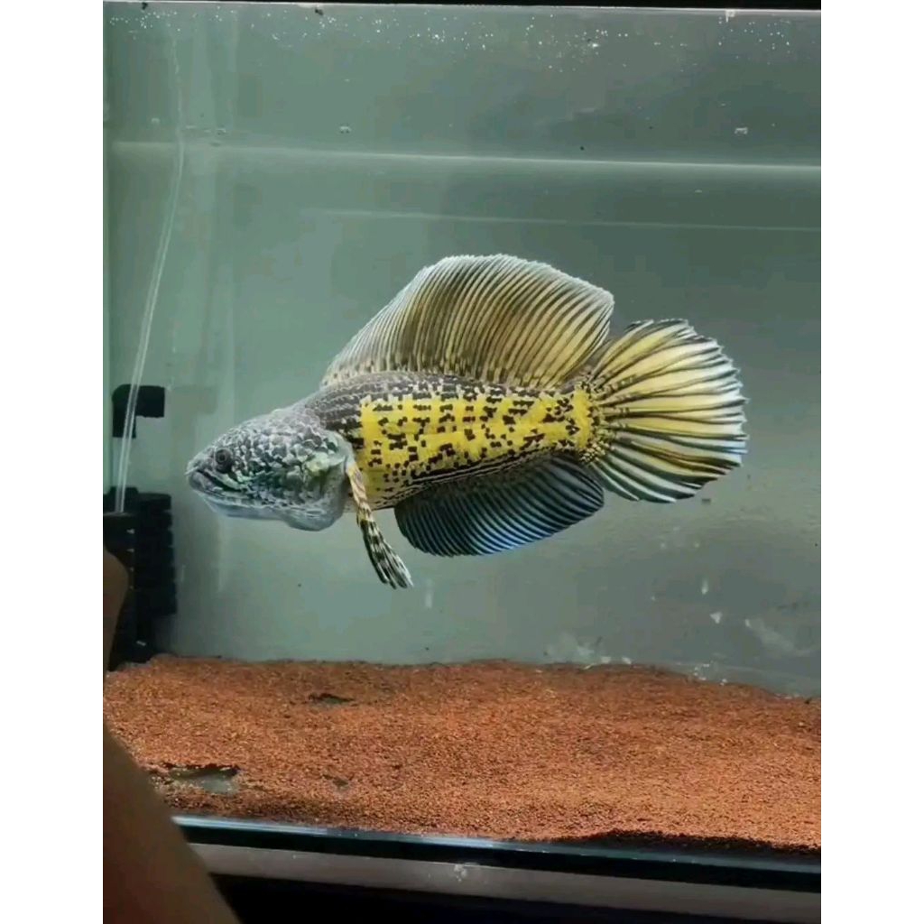 IKAN CANA AURANTI 4_10CM