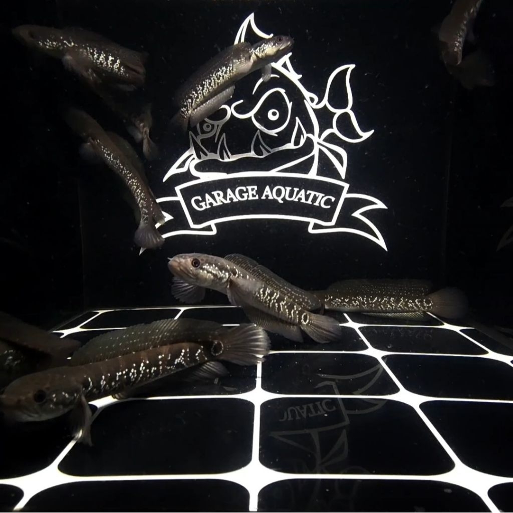 (INSTANT) CHANNA ASIATICA WHITE SPOT WS IKAN HIAS AQUARIUM KOLAM