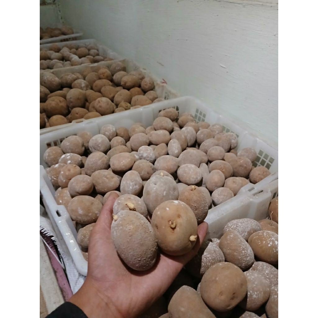 Bibit Kentang G2 Granola L all size