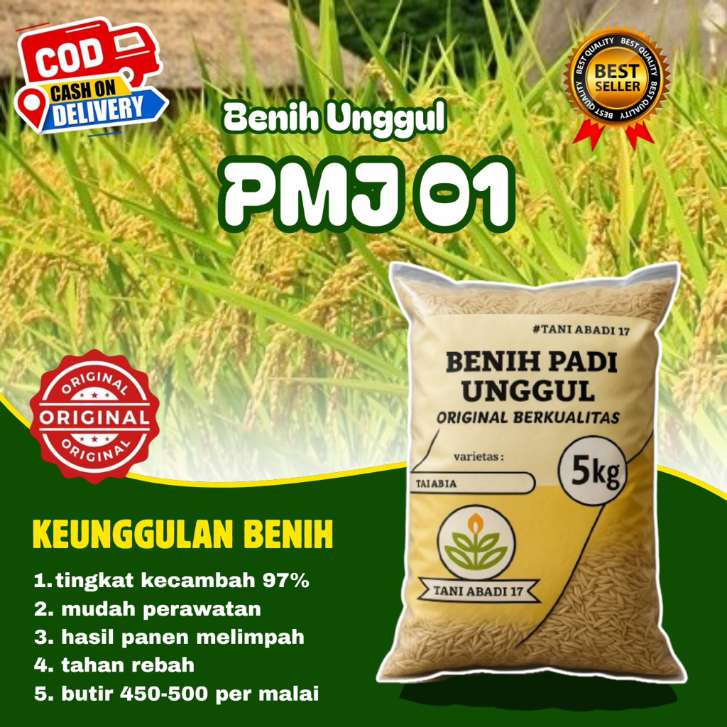 BENIH PADI PMJ 01 BERKUALITAS UNGGU ORIGINAL 100% PULEN kemasan 5kg