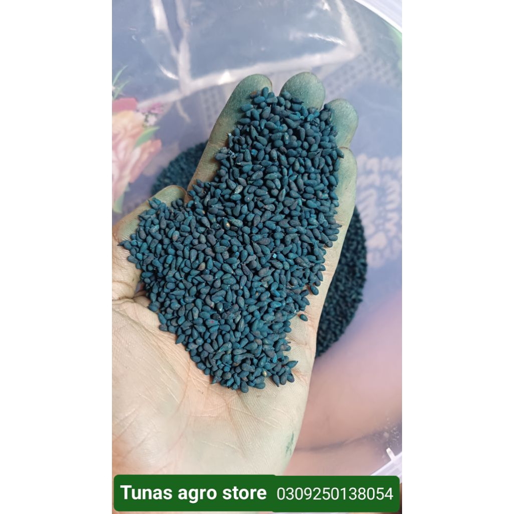 Biji Balsa/Benih Kayu Balsa ( Termurah 1 kg )
