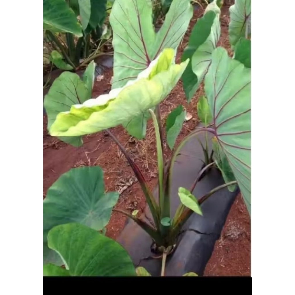 bibit talas lompong sayur