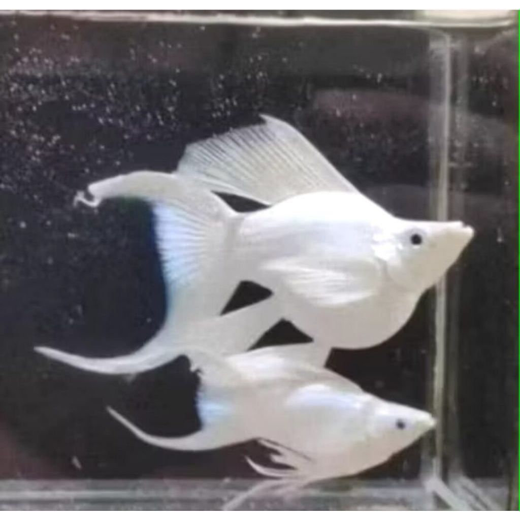 molly balon platinum indukan jumbo